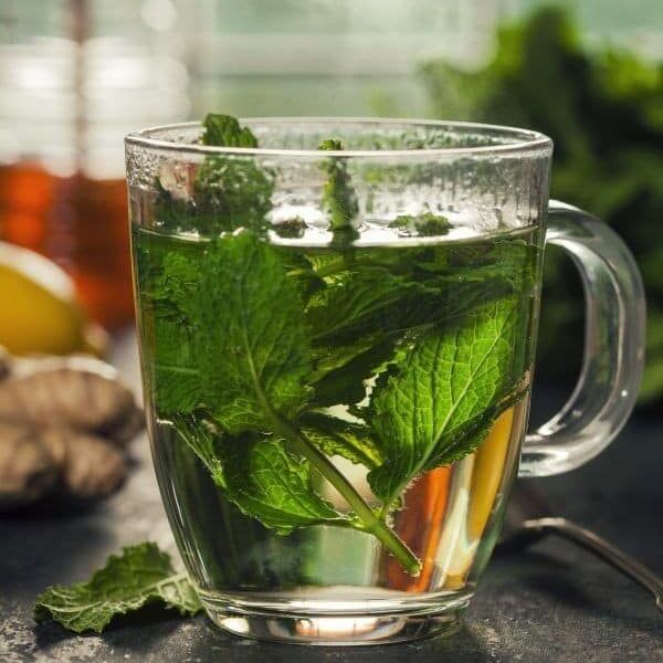 stinging nettle tea