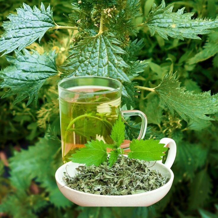 Nettle tea